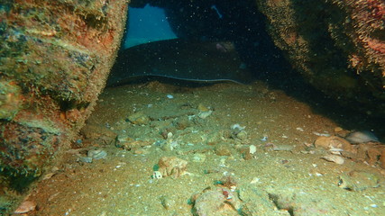 Ray​ Fish​ Under​ Deep​ sea