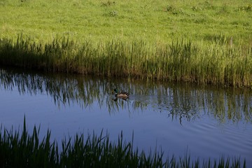 reeds in the lake