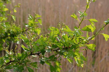 Głóg, pąki kwiatowe i liście, Crataegus © Ewa