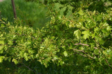 Głóg, pąki kwiatowe i liście, Crataegus © Ewa
