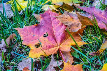 beautiful autumn leaves. bright yellow, red, green. magical season in Ukraine when nature shines and burns with different colors