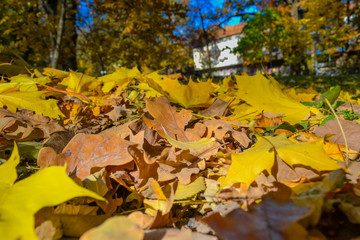 beautiful autumn leaves. bright yellow, red, green. magical season in Ukraine when nature shines and burns with different colors