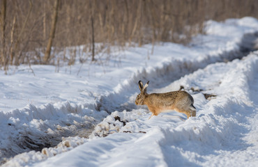 Gray wild rabbit (hare) in his natural habitat, in a cold winter day