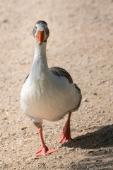  Mallards and Ducks in the park of Polvoranca