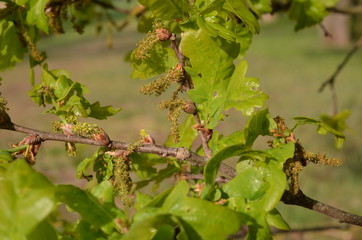 Kwiatostany dębu, Quercus coccinea
