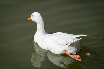  Mallards and Ducks in the park of Polvoranca