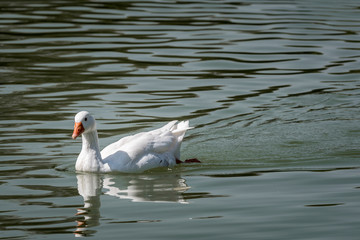  Mallards and Ducks in the park of Polvoranca