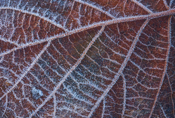 Frozen leaf with ice crystals, winter background