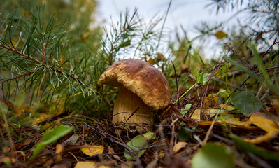 Beautiful Boletus Edulis growing in the forest