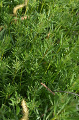 Przytulia czepna, gąszcz roślin, Galium aparine