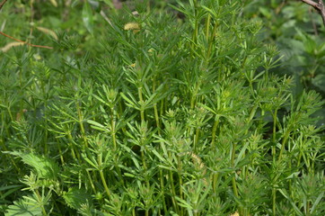 Przytulia czepna, gąszcz roślin, Galium aparine
