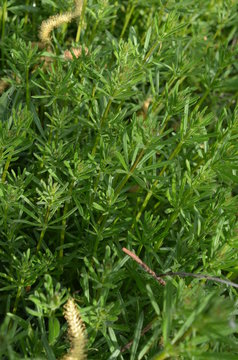 Przytulia czepna, gąszcz roślin, Galium aparine