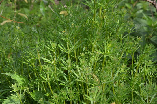 Przytulia Bilder Durchsuchen 67 Archivfotos, und