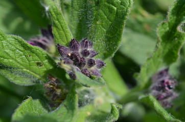 Żywokost lekarski, pąki kwiatowe, Symphytum officinale  © Ewa