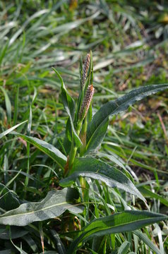 Rdest plamisty w fazie kwitnienia, Polygonum persicaria