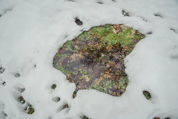 Thawed with green grass and water among the winter forest