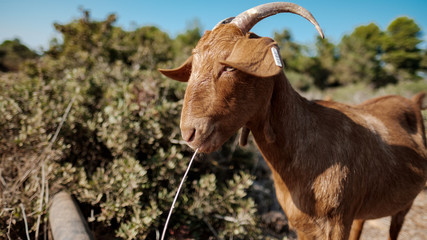 Fototapeta premium Straw Goat