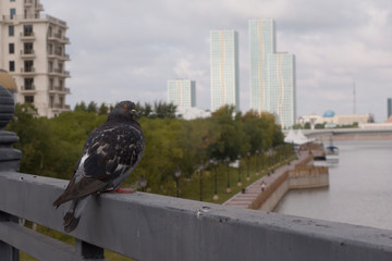 walk through the autumn Sunny capital of Kazakhstan-Nursultan. Views of the city and monuments