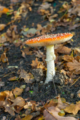 ein Fliegenpilz und Laubblätter