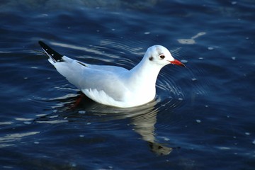 seagull on water