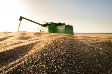 Harvester at work in summer sun