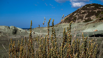 Braving the environment