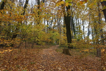 autumn in the forest