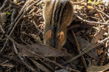 Rhabdomys, Four Striped Mouse In Dry Grass and Leaves In The Injisuthi Region of Central Drakensberg, South Africa