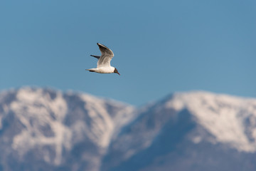 A black-headed gull (Larus ridibundus) flying in front of a snowy mountain