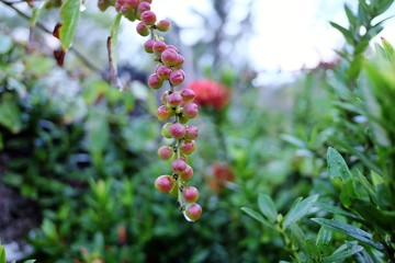 A bunch of wild plant fruit growing in a garden with droplets and rainny season