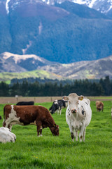 Fototapeta na wymiar Cattle Cows In Grazing Field