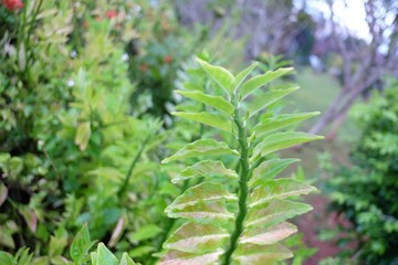Tropical plant growing in a botanical garden with green nature background