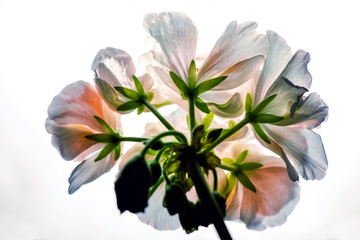 bouquet of lilies of the valley, beautiful, sweden, sverige,nacka, stockholm