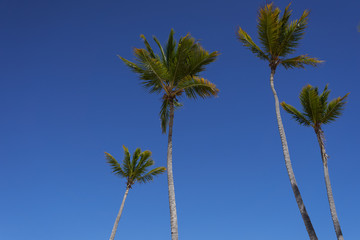 Fototapeta premium palm trees against blue sky