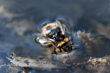 bumblebee, bee on flower, beautiful, sweden, sverige,nacka, stockholm