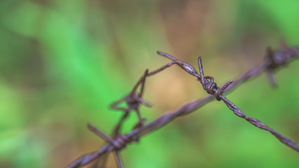 Old Rusty Barbed Wire Fence