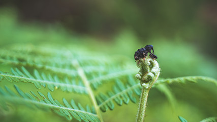 Black Insect On Green Leaf