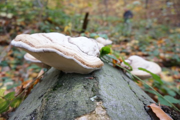 Mushroom in the forest