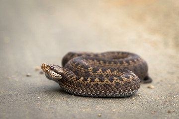 Brown female of Common European Adder, Vipera berus, on dirt road