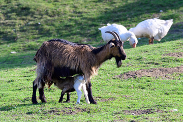 Ziege mit Zicklein