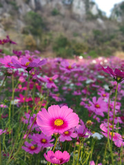 Close-up pink vivid color blossom of Cosmos flower(Bipinnatus) in a field.