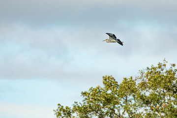 Grey heron-Héron cendré (Ardea cinerea)