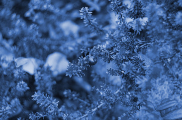 Classic blue background, copy space. Color of the year 2020. Nature floral background.