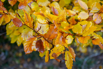 Fototapeta na wymiar Golden leaves on a tree in the autumn / fall