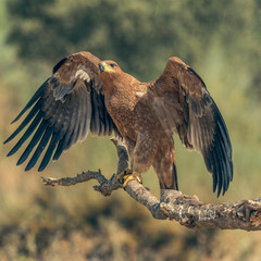 Iberian imperial eagle on a branch with wings open or in flight, with unfocused fonts