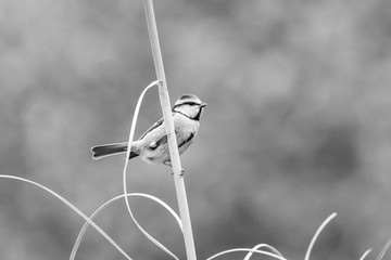 Great tit-Mésange charbonnière (Parus major)