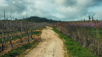 Fototapeta na wymiar Country road between fields with flowering almond trees to a rural house. Spring in Portugal in the area of ​​the town of Obidos