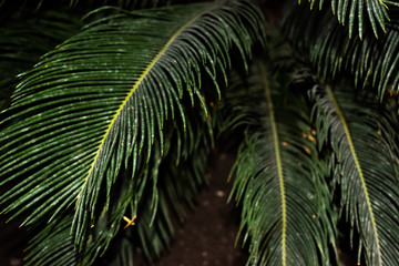 Palm leaf in the dark of night