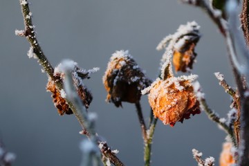 erfrorene Rosen mit Eiskristallen am Rosenstrauch