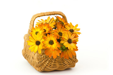 osteospermum - orange african daisy in a basket on white background